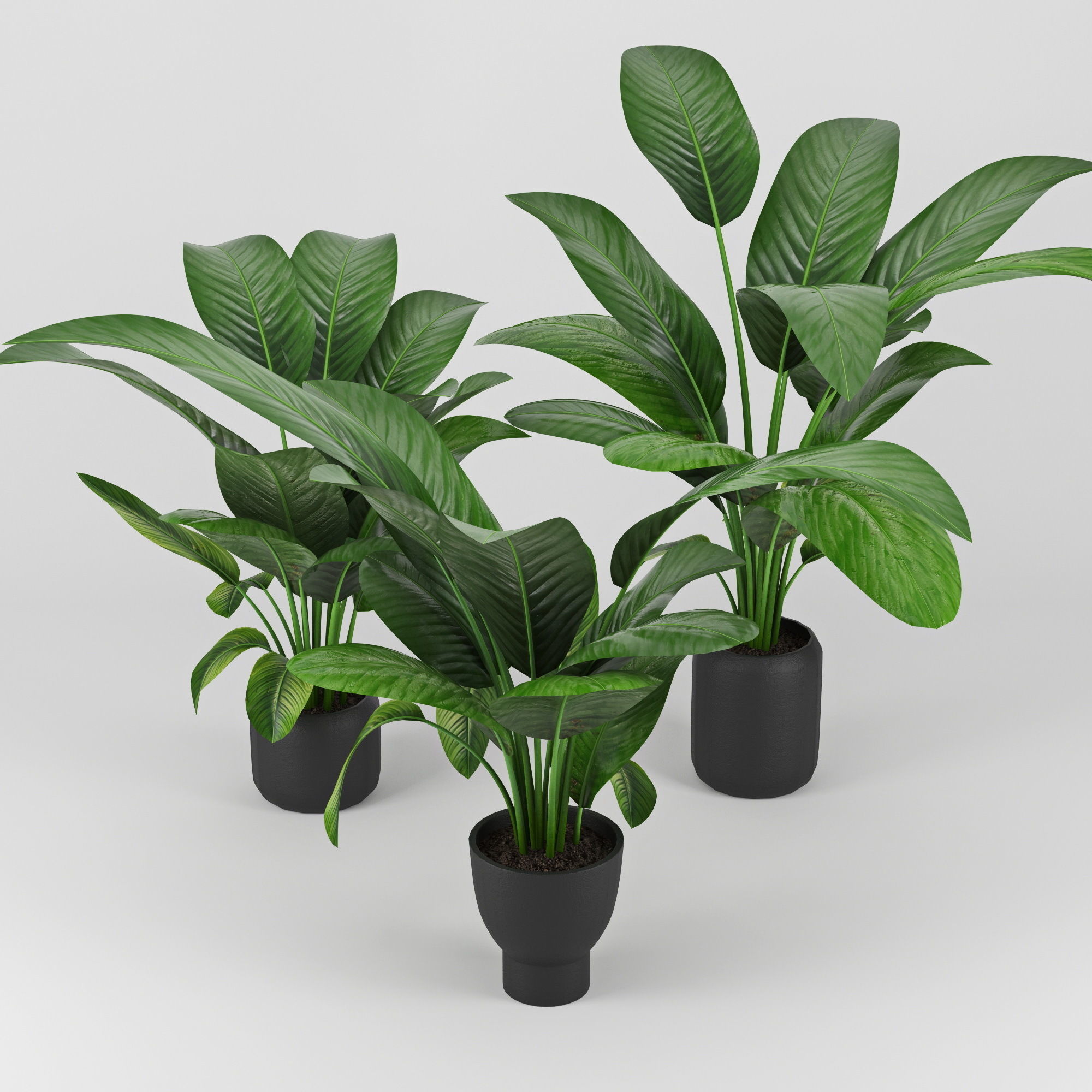 Tropical three plants pots 3D model_2