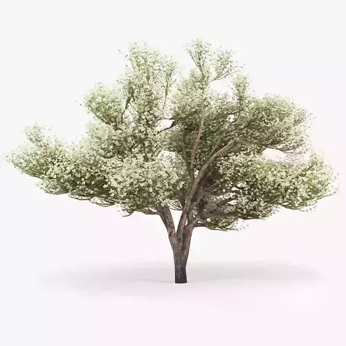 Flowering Apple Tree