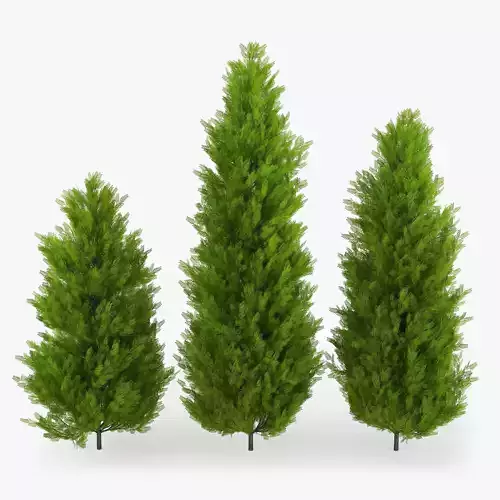 Thuja three pine trees