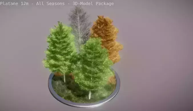 Platane 12m - All Seasons