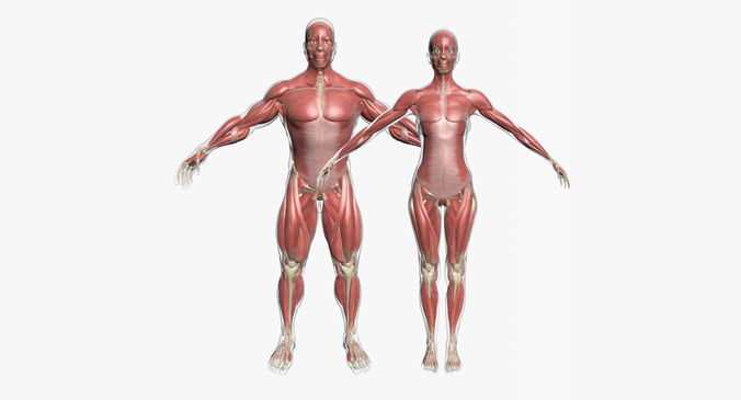 Full Muscle Anatomy Male And Female Body 3D model