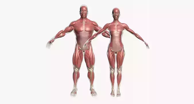 Full Muscle Anatomy Male And Female Body 3D model