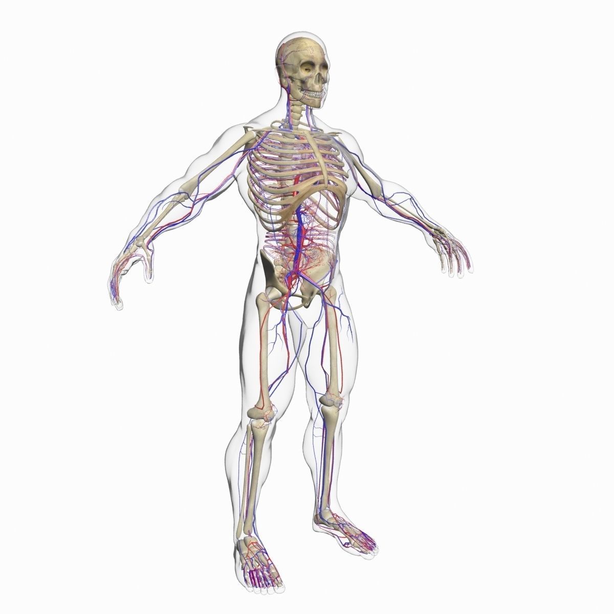 Full Female And Male Body Anatomy 3DSmax 3D model_38