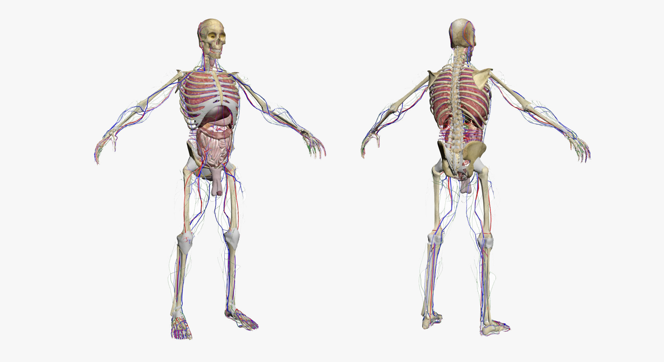 Full Female And Male Body Anatomy 3DSmax 3D model_35