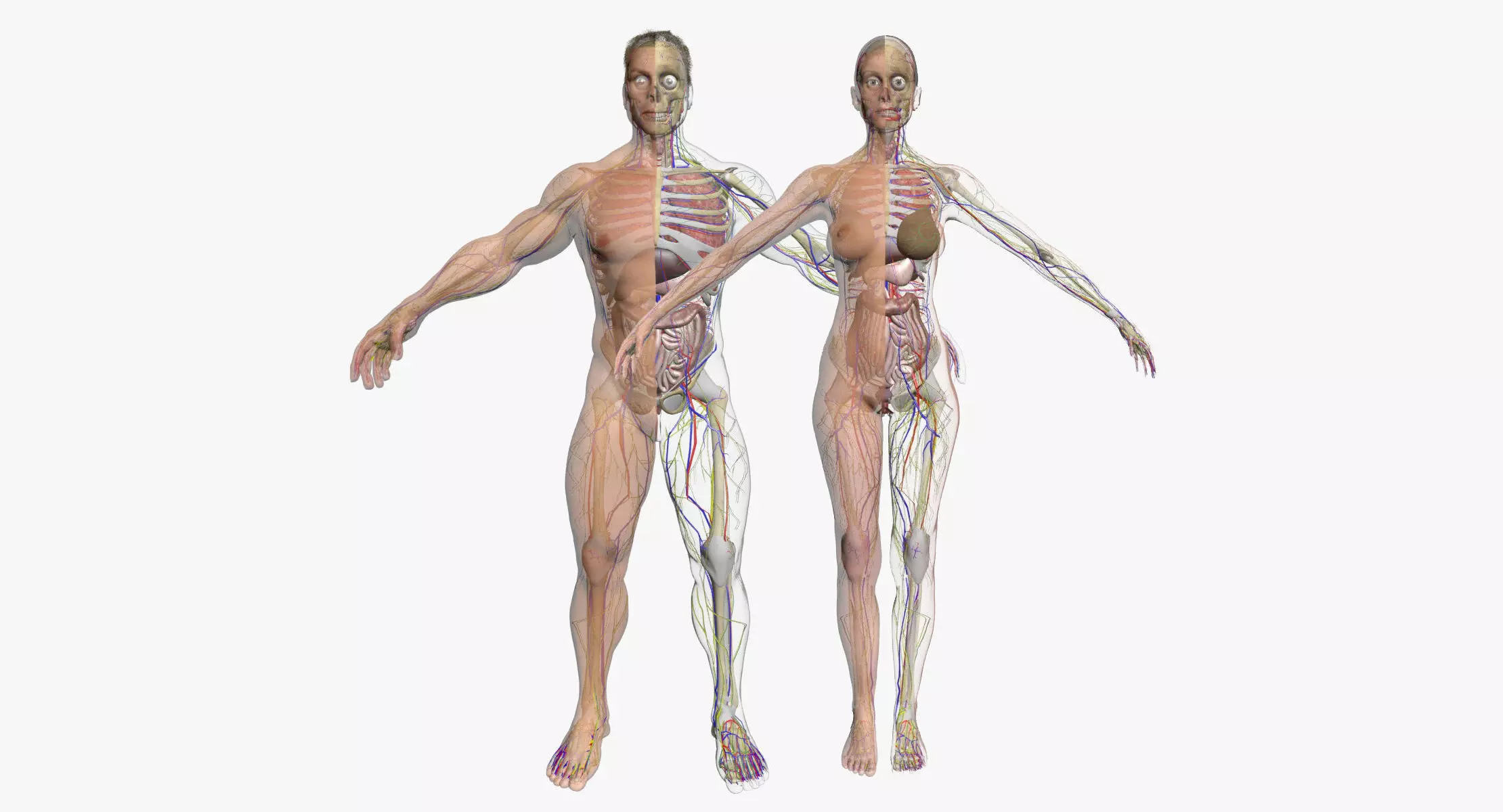 Full Female And Male Body Anatomy 3DSmax 3D model_0