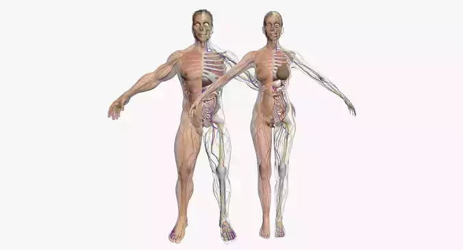 Full Female And Male Body Anatomy 3DSmax 3D model