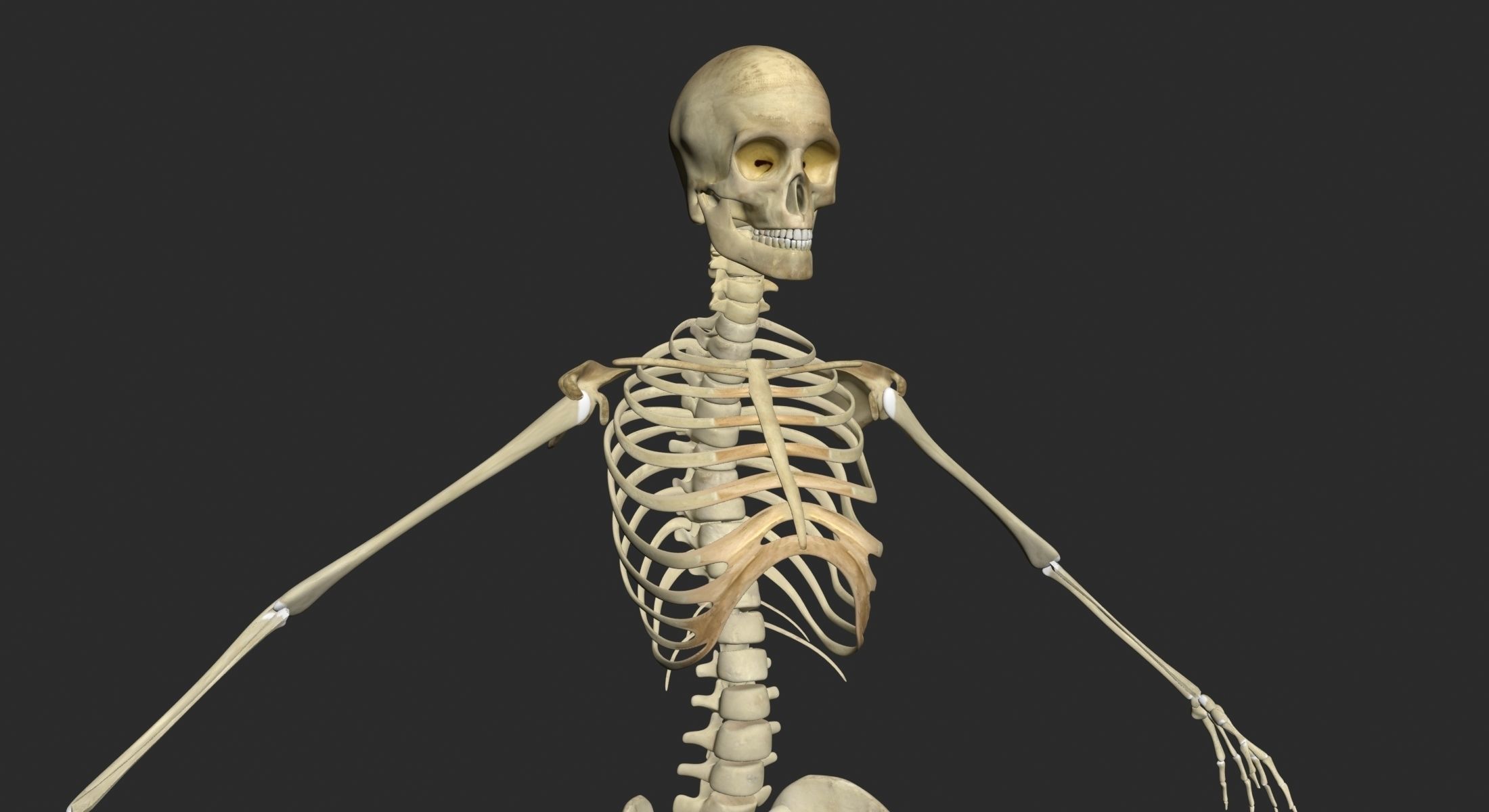 Full Female And Male Body Anatomy 3DSmax 3D model_48