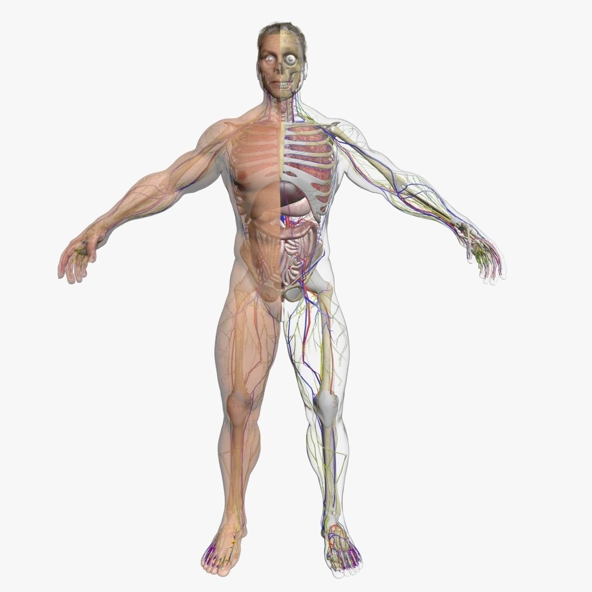 Full Female And Male Body Anatomy 3DSmax 3D model_4