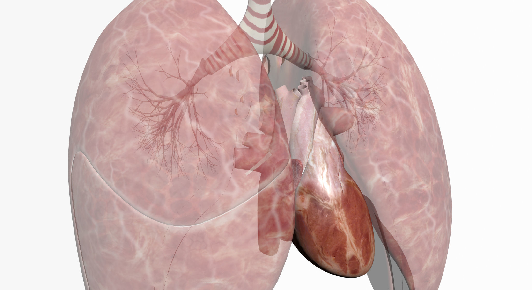 Full Female And Male Body Anatomy 3DSmax 3D model_46