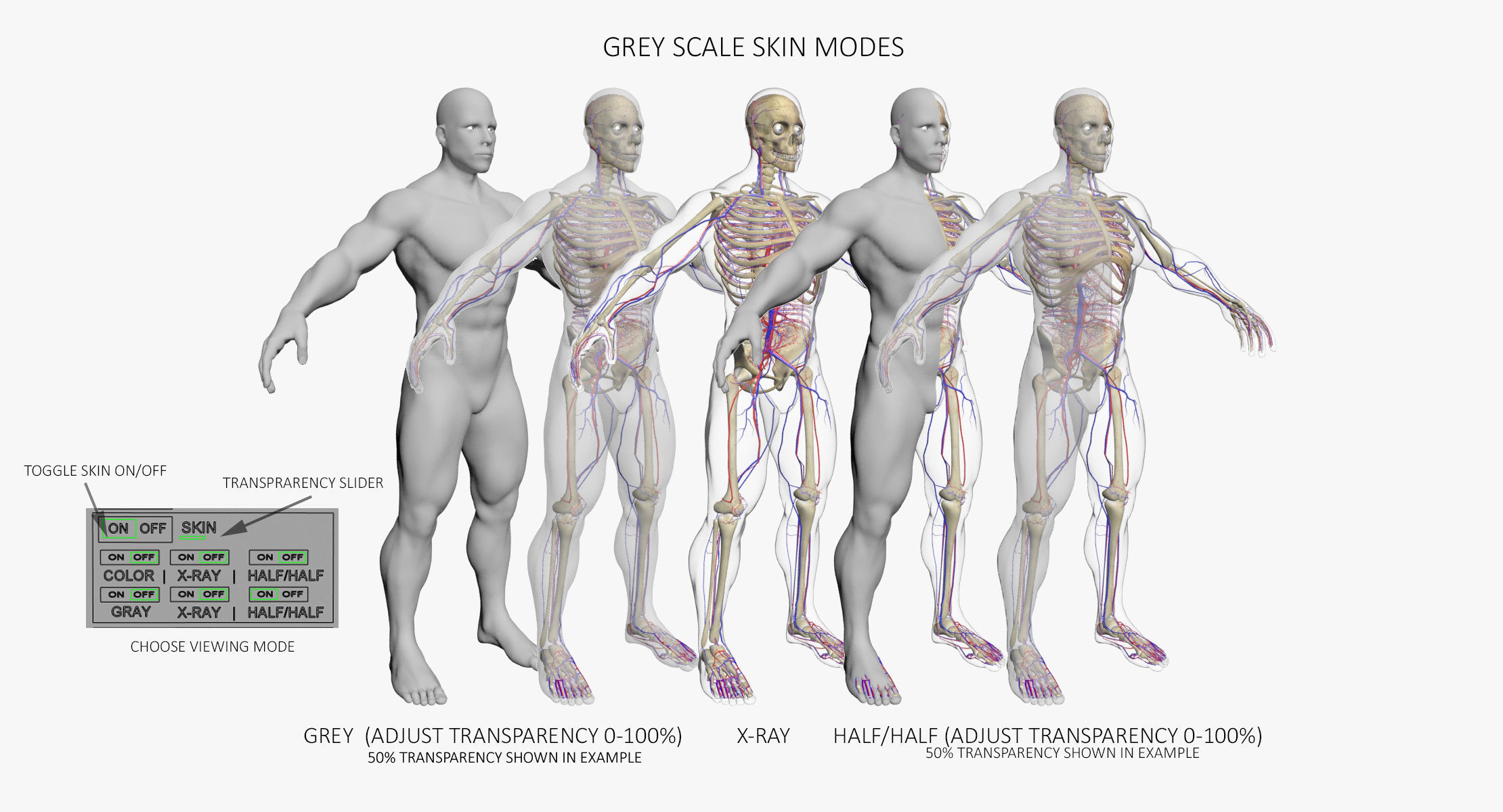 Full Female And Male Body Anatomy 3DSmax 3D model_12