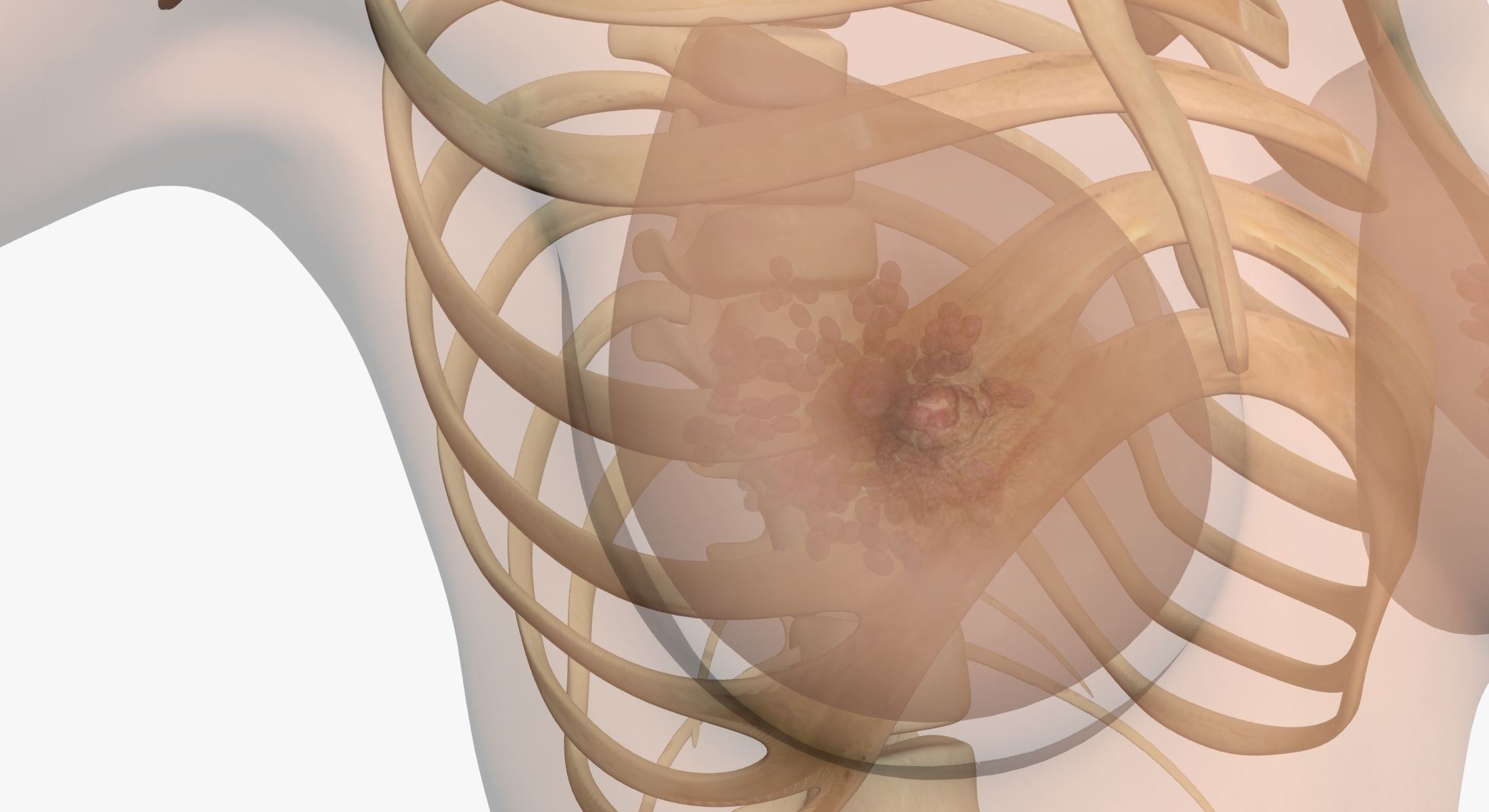 Full Female And Male Body Anatomy 3DSmax 3D model_33