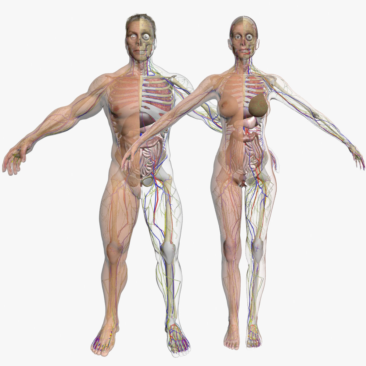 Full Female And Male Body Anatomy 3DSmax 3D model_1
