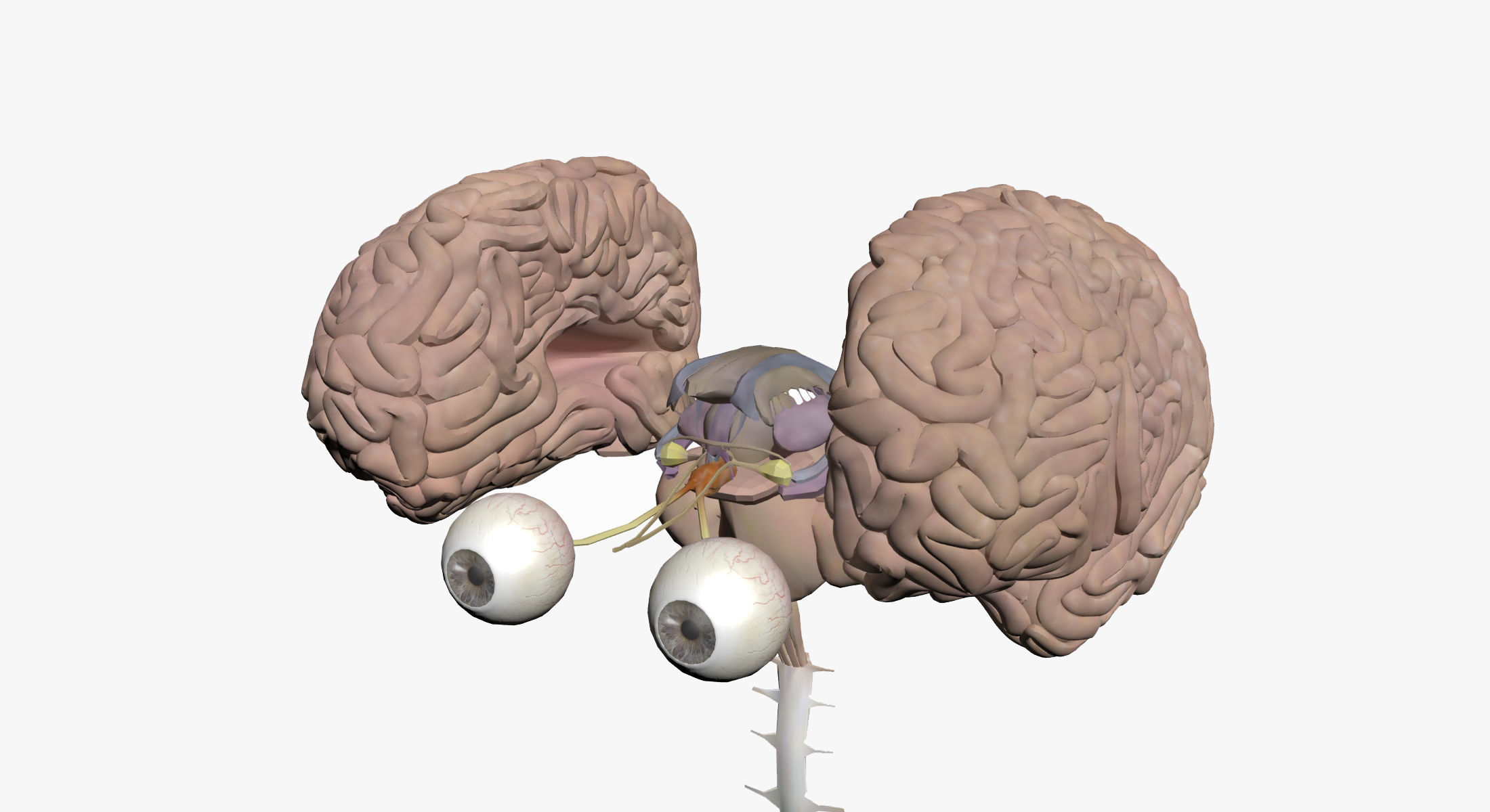 Full Female And Male Body Anatomy 3DSmax 3D model_45