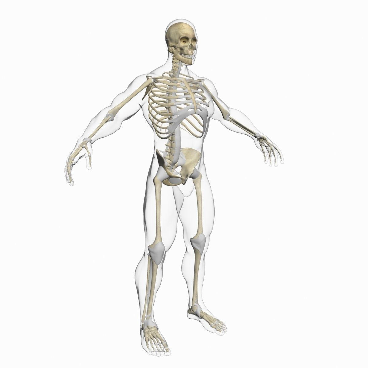 Full Female And Male Body Anatomy 3DSmax 3D model_41