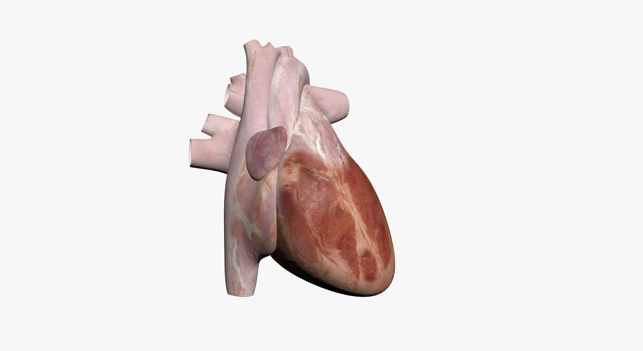 Full Female And Male Body Anatomy 3DSmax 3D model_47