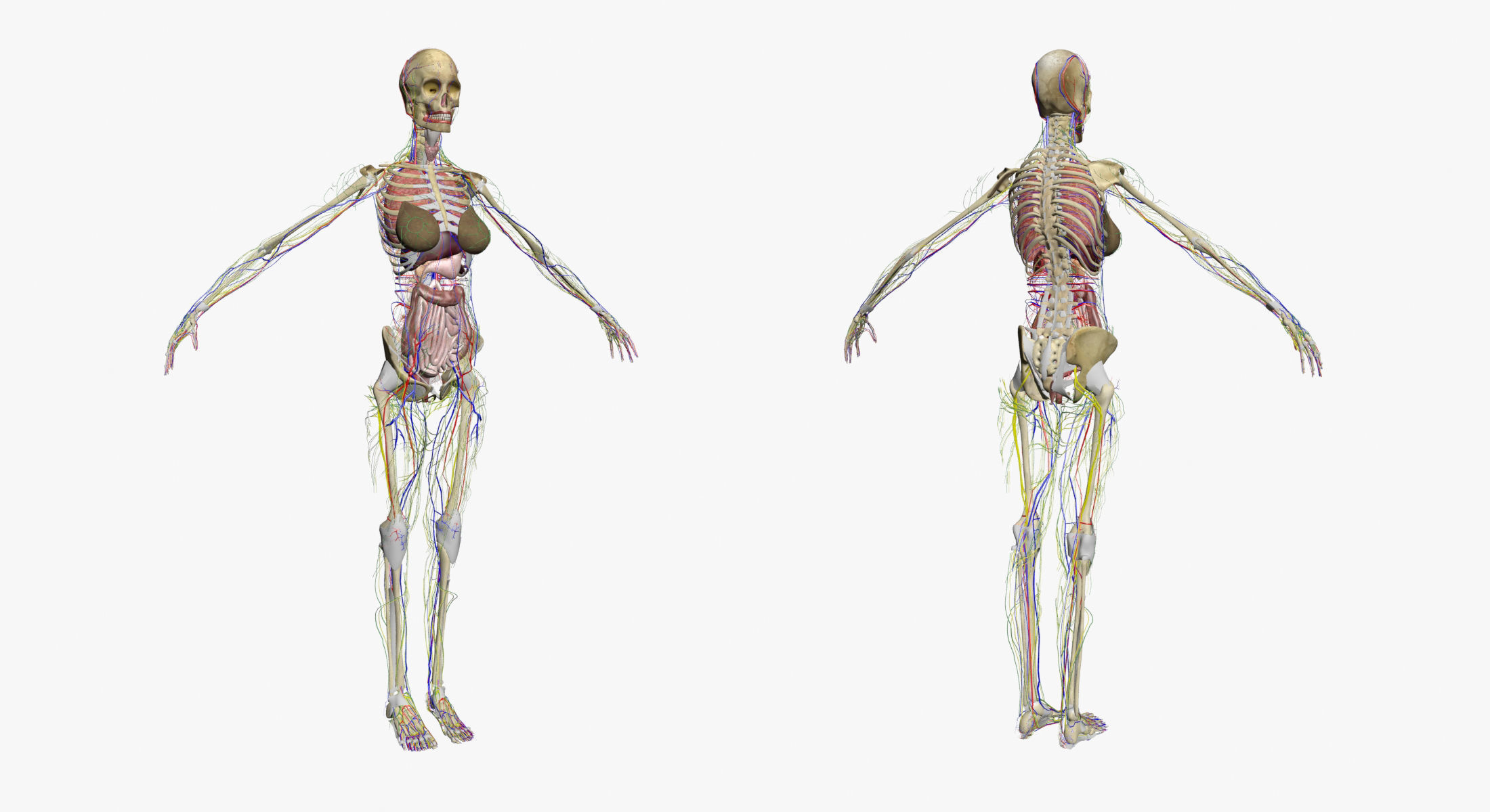 Full Female And Male Body Anatomy 3DSmax 3D model_22