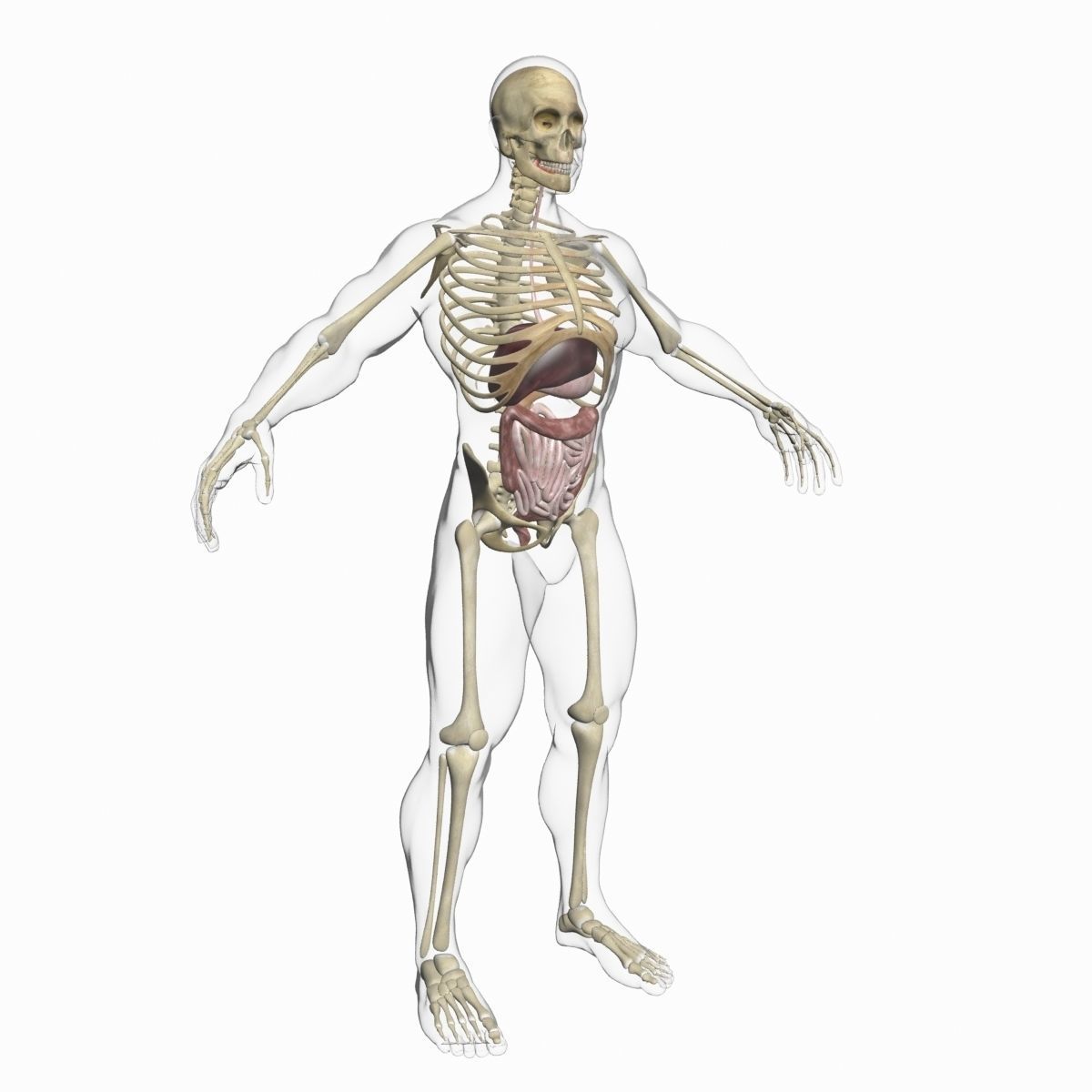 Full Female And Male Body Anatomy 3DSmax 3D model_40