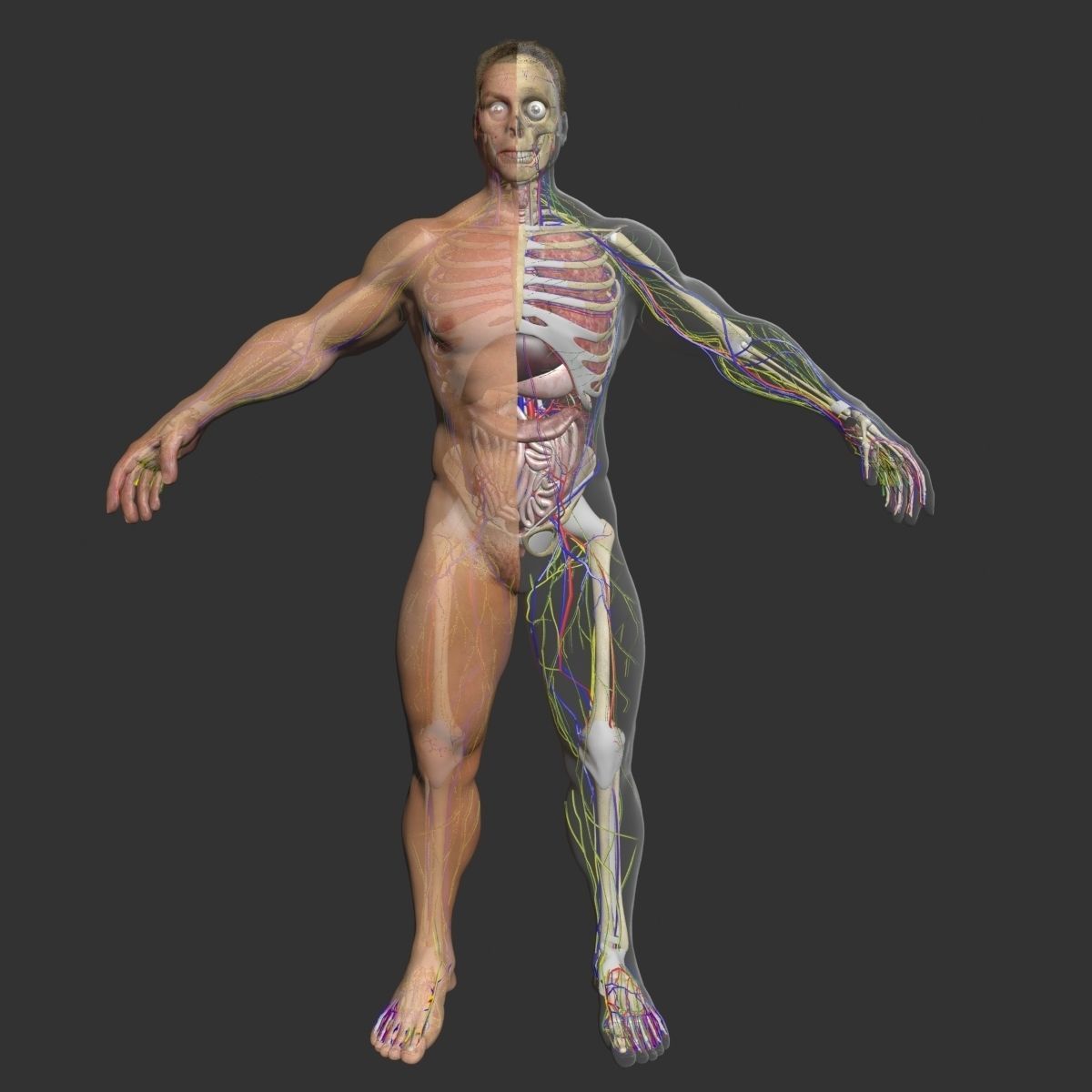 Full Female And Male Body Anatomy 3DSmax 3D model_5