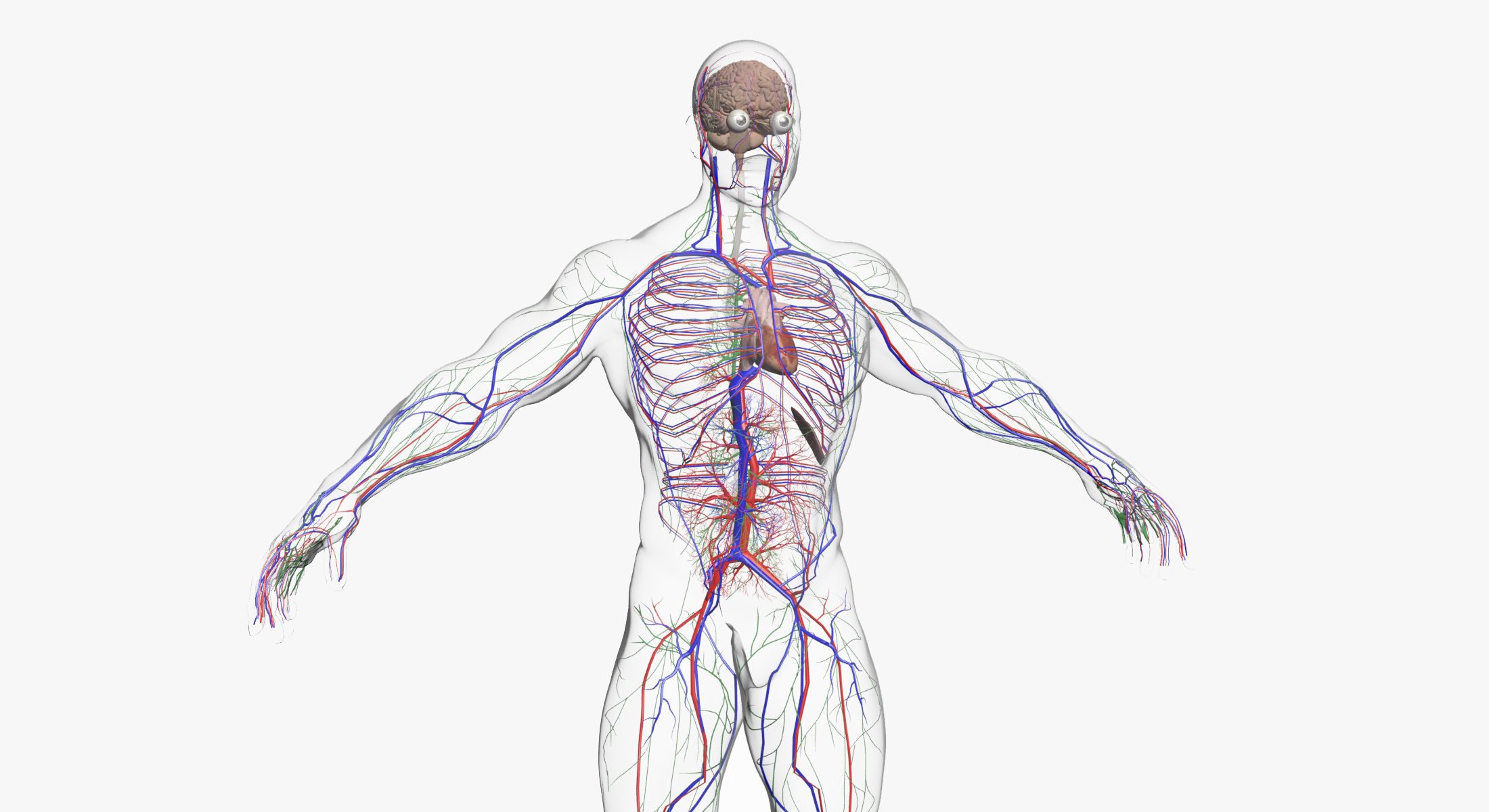 Full Female And Male Body Anatomy 3DSmax 3D model_43