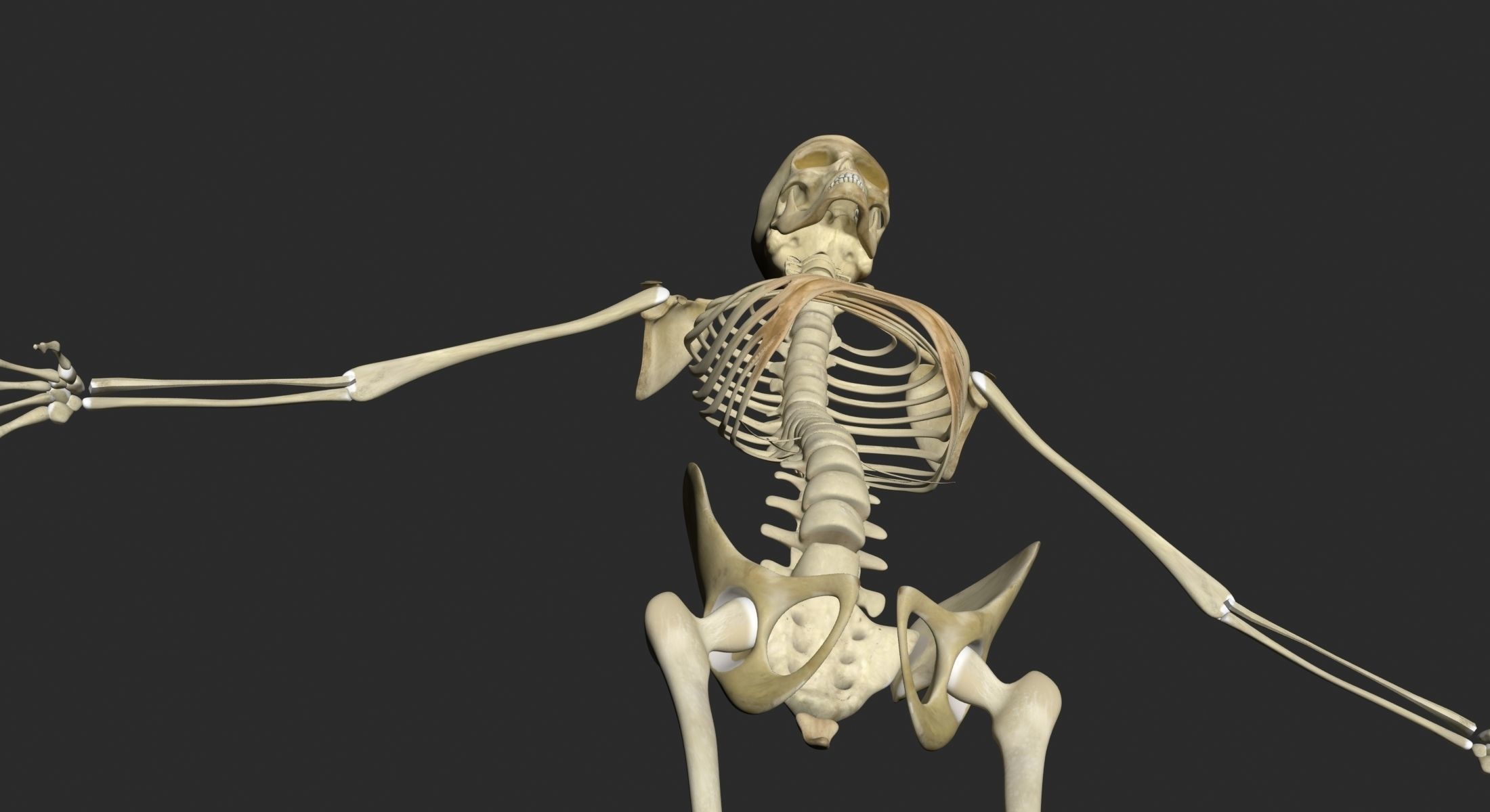 Full Female And Male Body Anatomy 3DSmax 3D model_49
