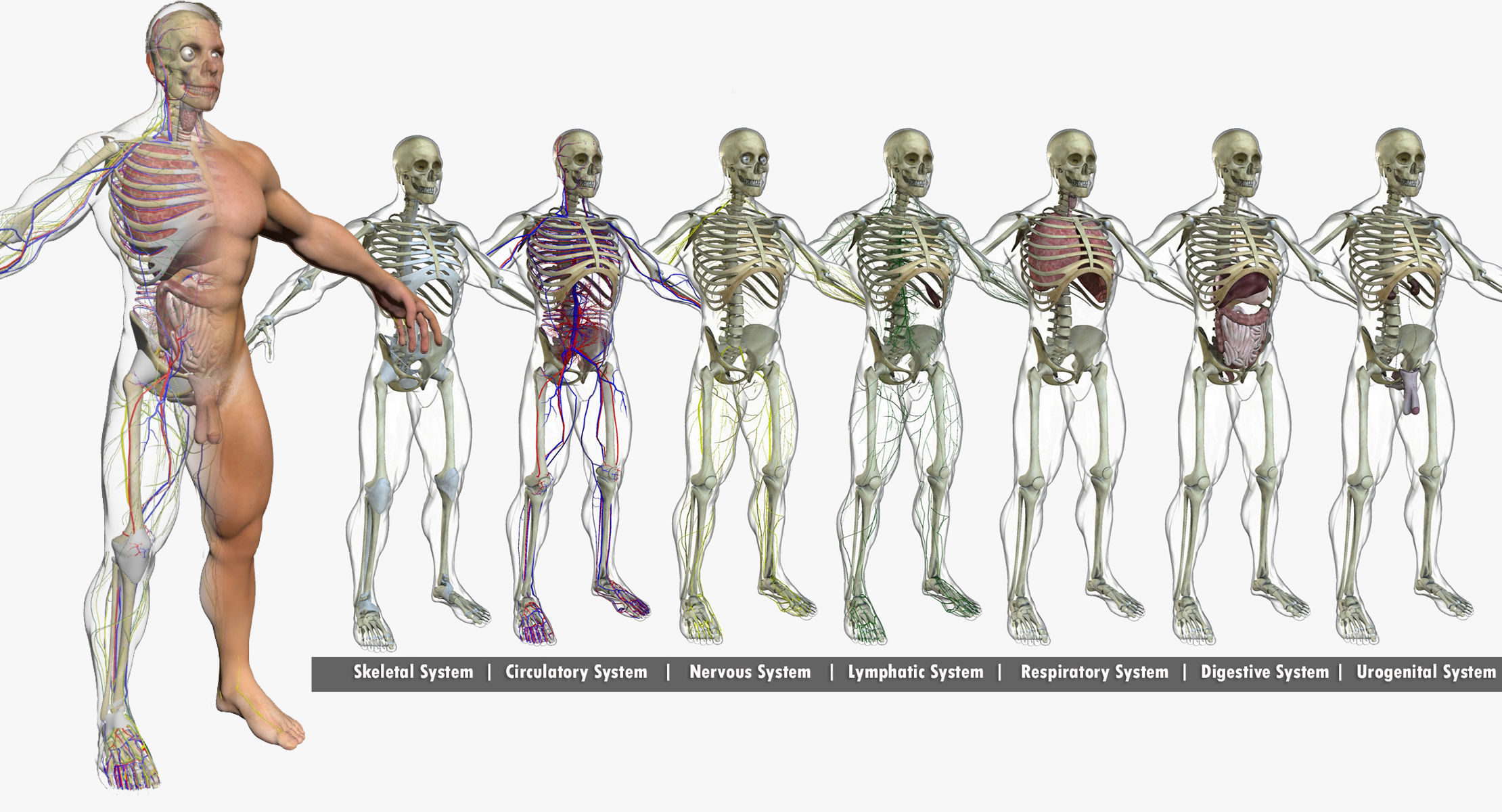 Full Female And Male Body Anatomy 3DSmax 3D model_10
