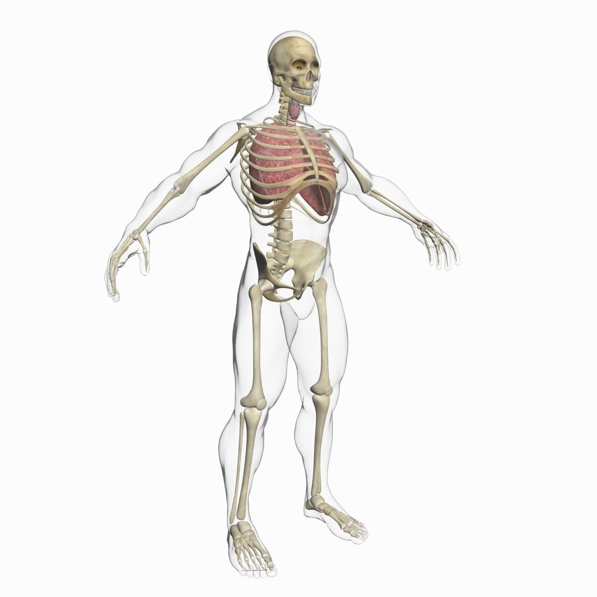 Full Female And Male Body Anatomy 3DSmax 3D model_39