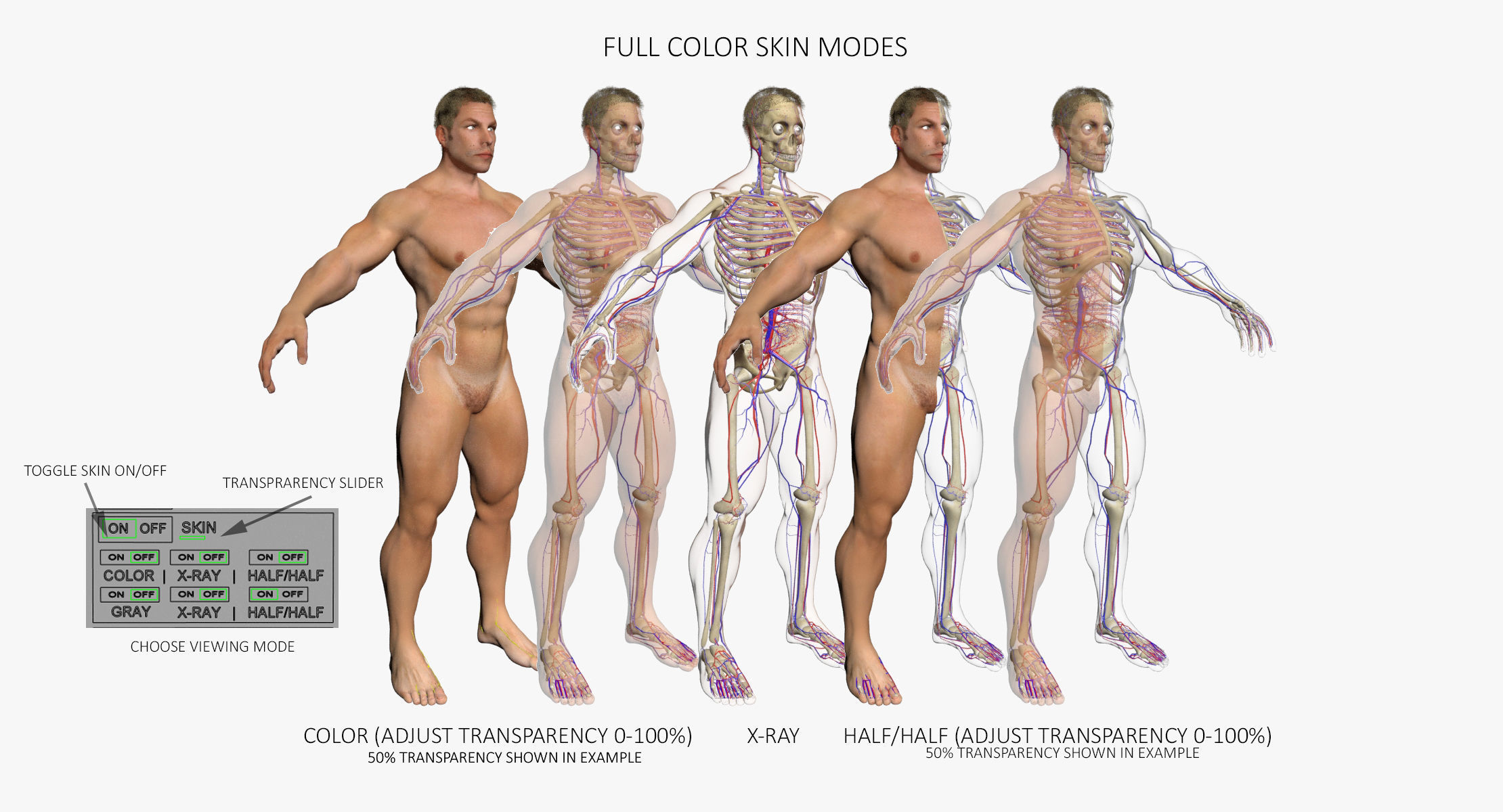 Full Female And Male Body Anatomy 3DSmax 3D model_11