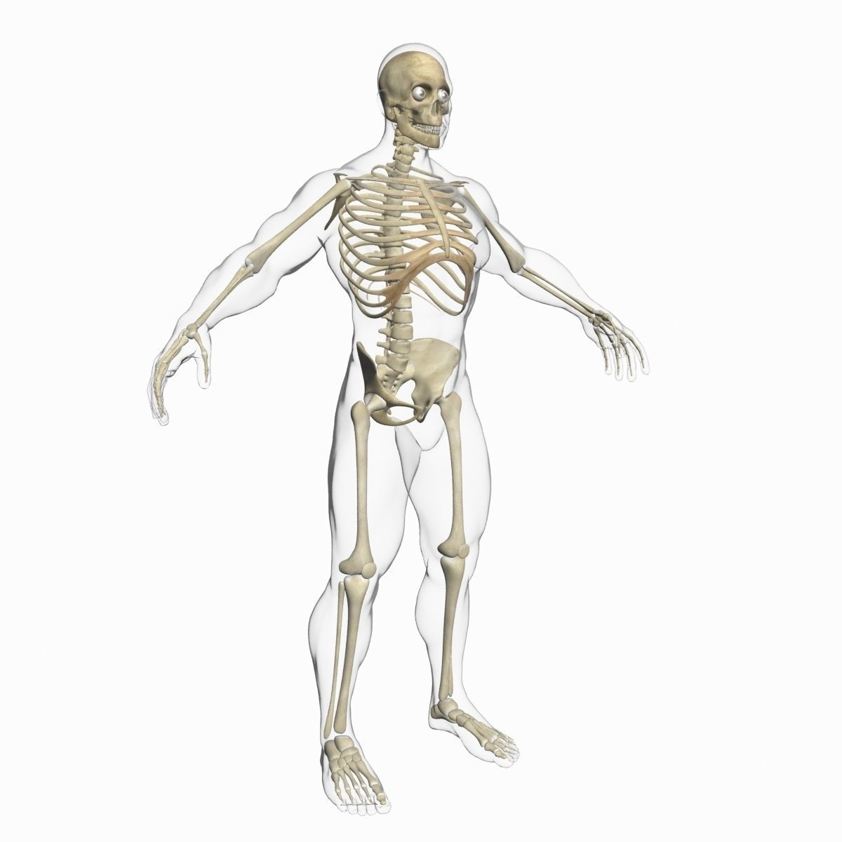 Full Female And Male Body Anatomy 3DSmax 3D model_36