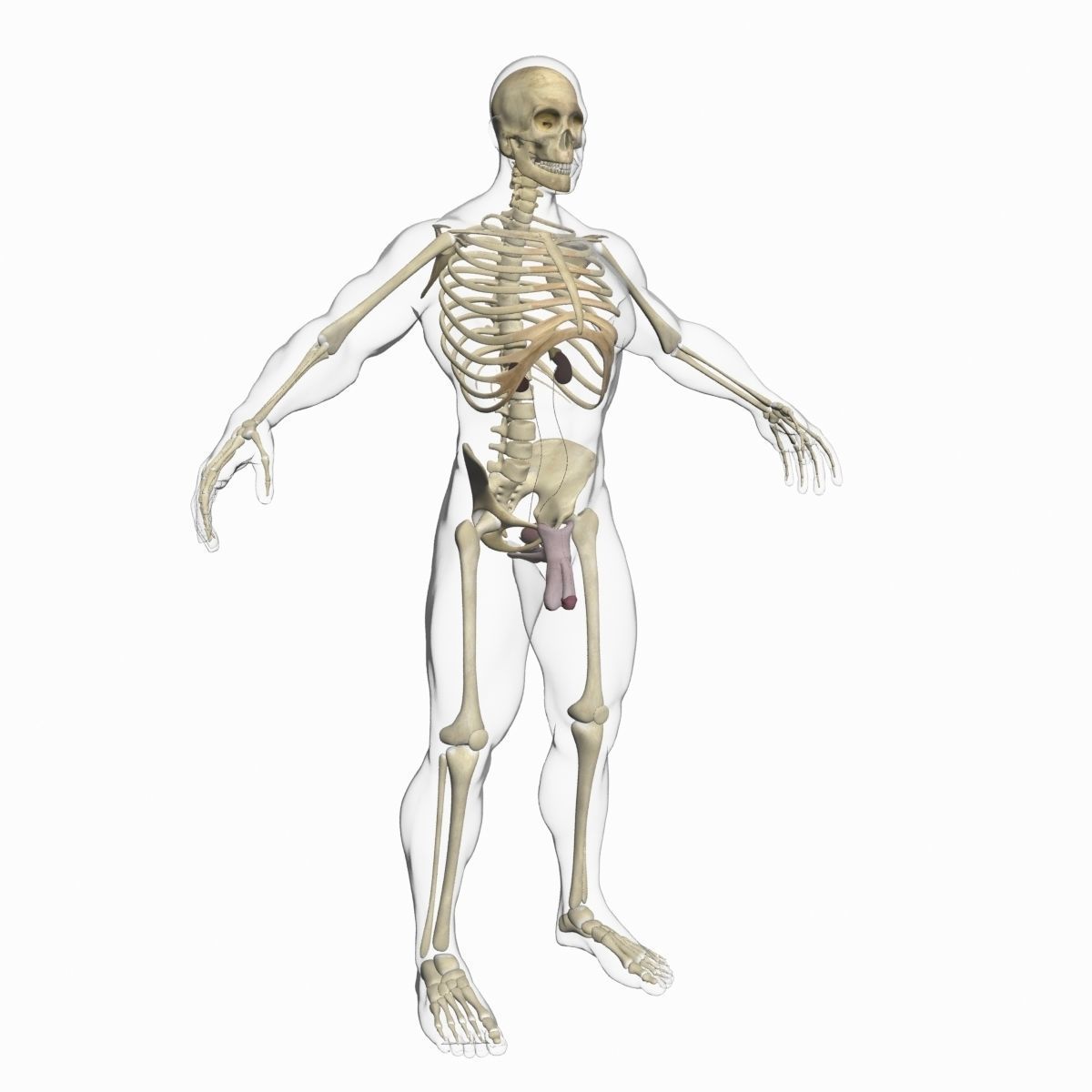 Full Female And Male Body Anatomy 3DSmax 3D model_42