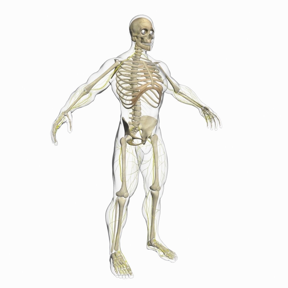 Full Female And Male Body Anatomy 3DSmax 3D model_37