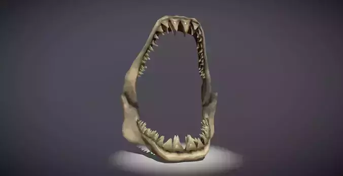 Shark Teeth 3D model