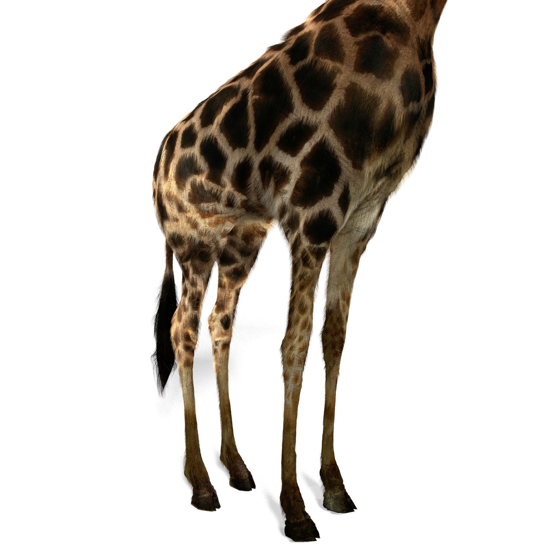 Realtime Running Savannah Giraffe Low-poly 3D model_12