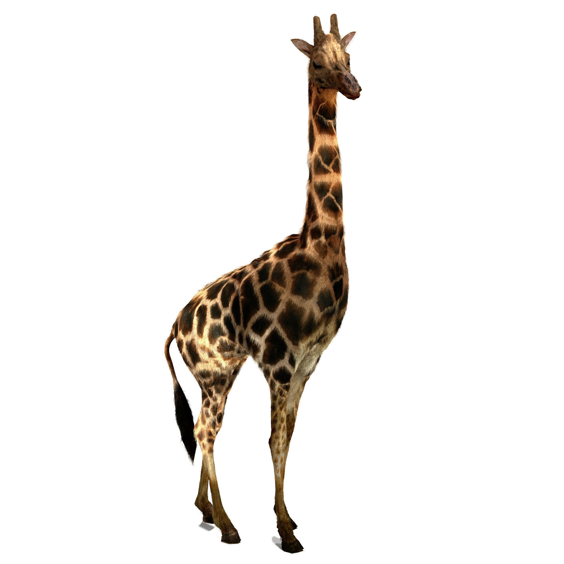 Realtime Running Savannah Giraffe Low-poly 3D model_11