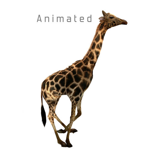 Realtime Running Savannah Giraffe Low-poly 3D model