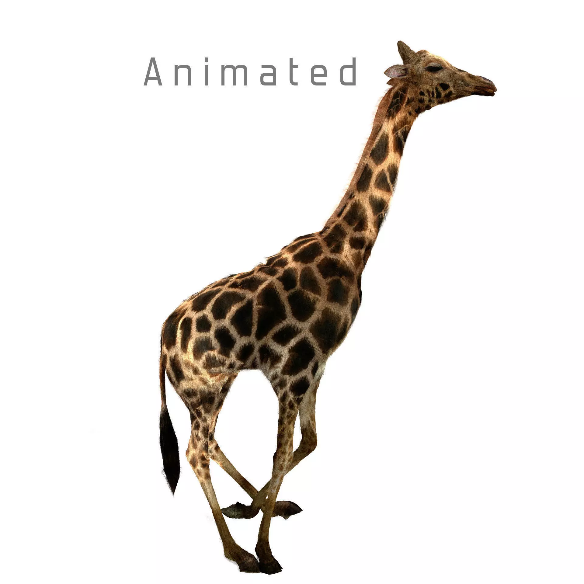 Realtime Running Savannah Giraffe Low-poly 3D model_0