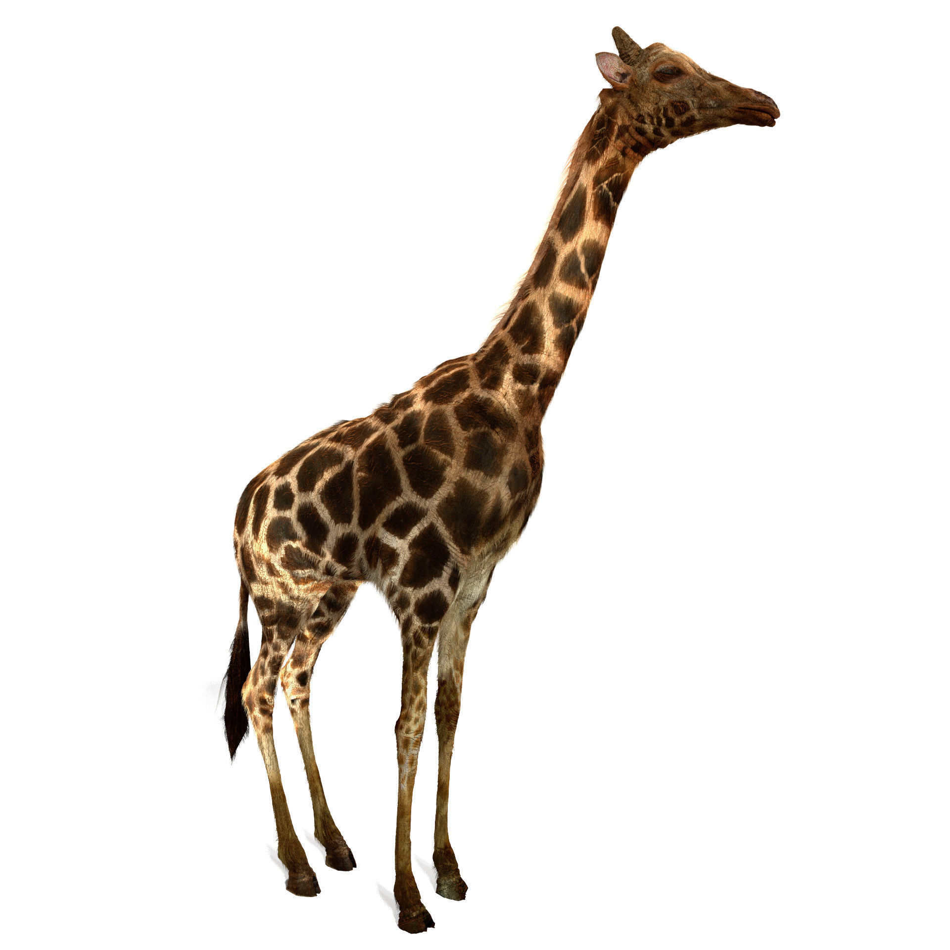 Realtime Running Savannah Giraffe Low-poly 3D model_4