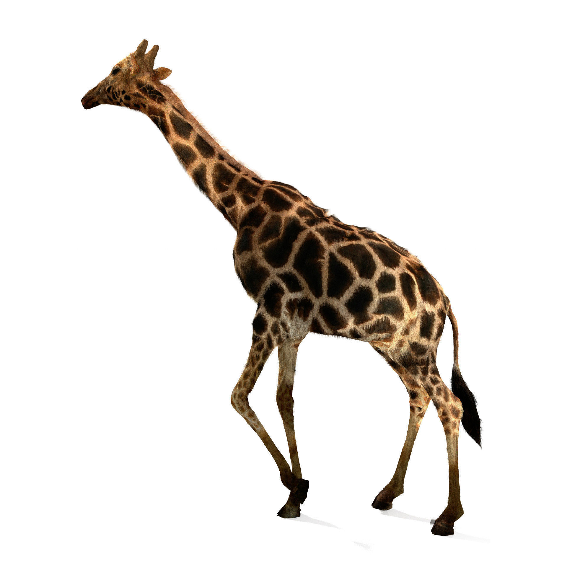 Realtime Running Savannah Giraffe Low-poly 3D model_1