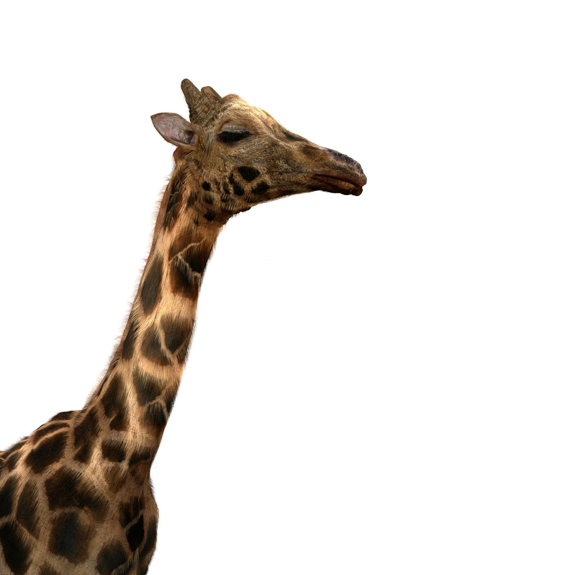 Realtime Running Savannah Giraffe Low-poly 3D model_5