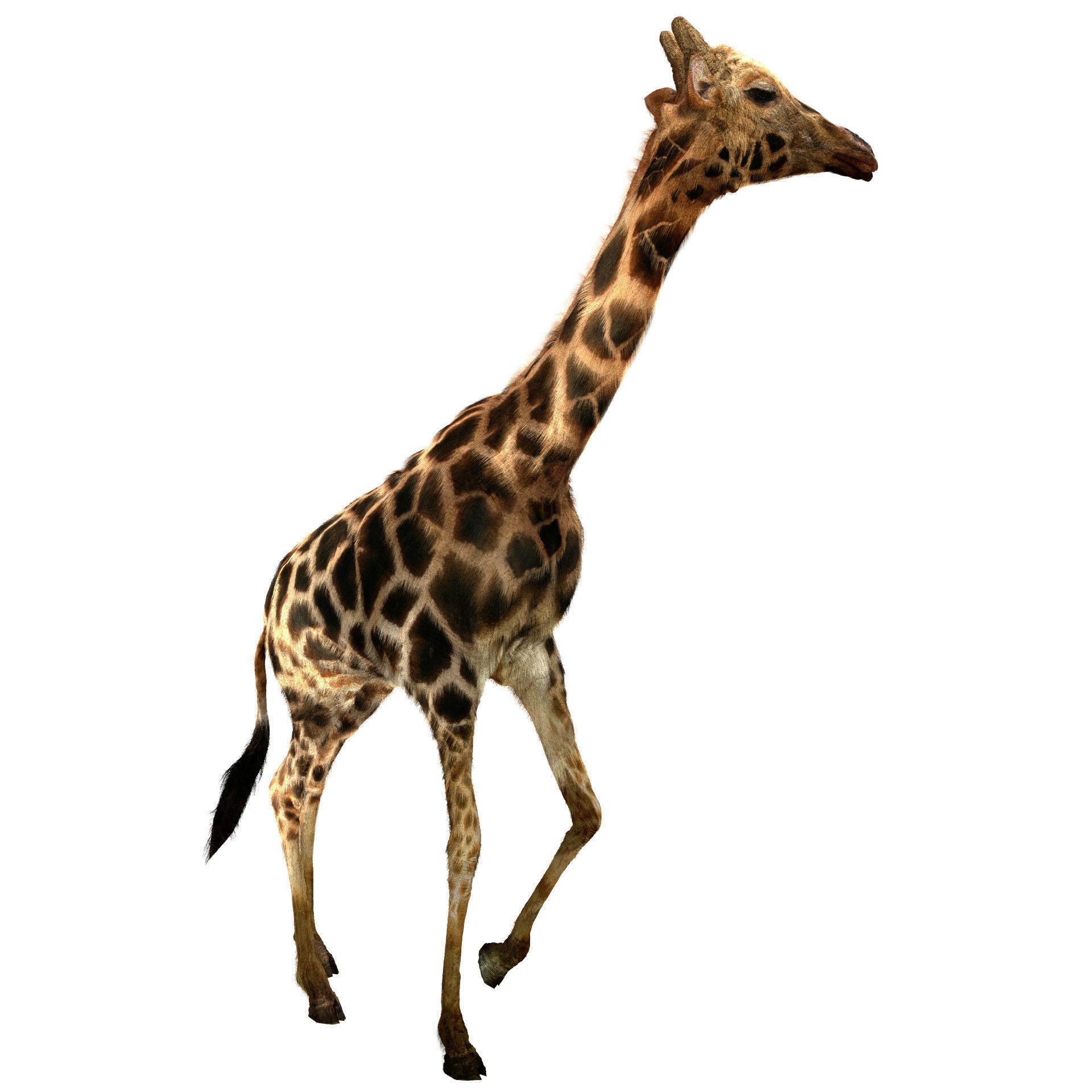 Realtime Running Savannah Giraffe Low-poly 3D model_2