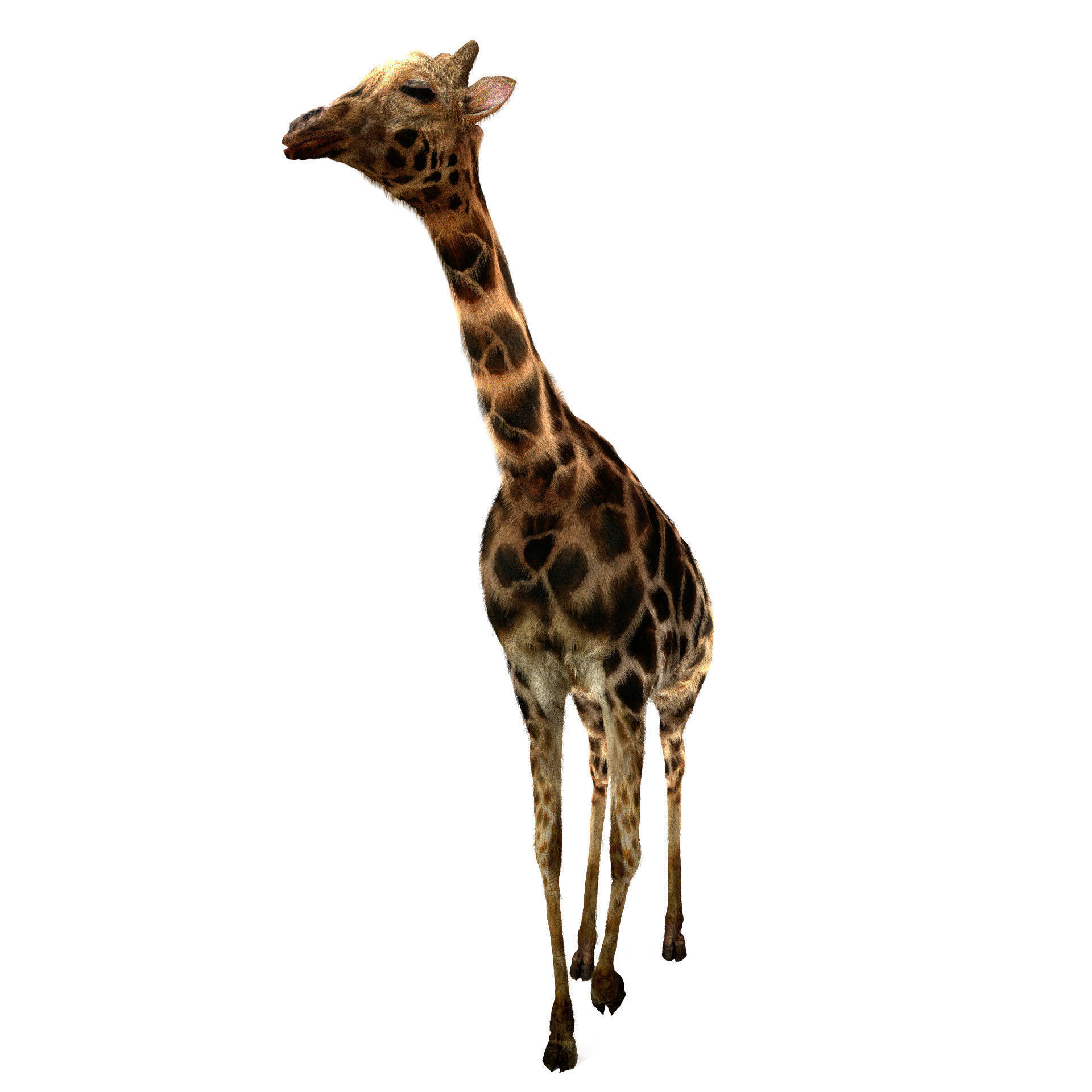 Realtime Running Savannah Giraffe Low-poly 3D model_10