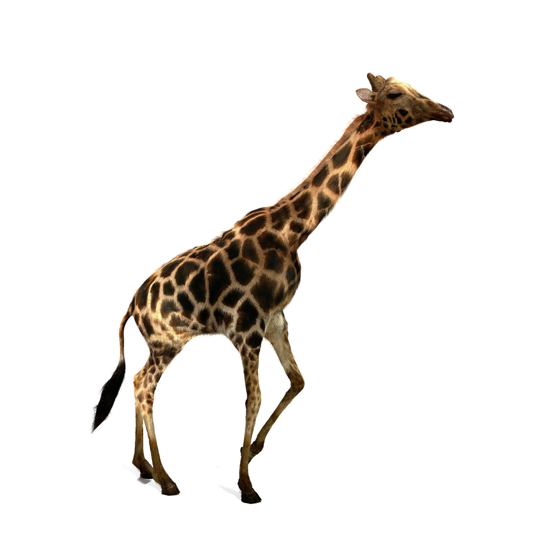 Realtime Running Savannah Giraffe Low-poly 3D model_6