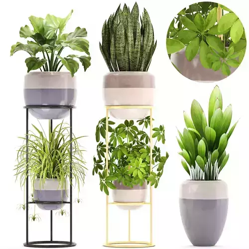 Collection plants plant stand with two 3D model