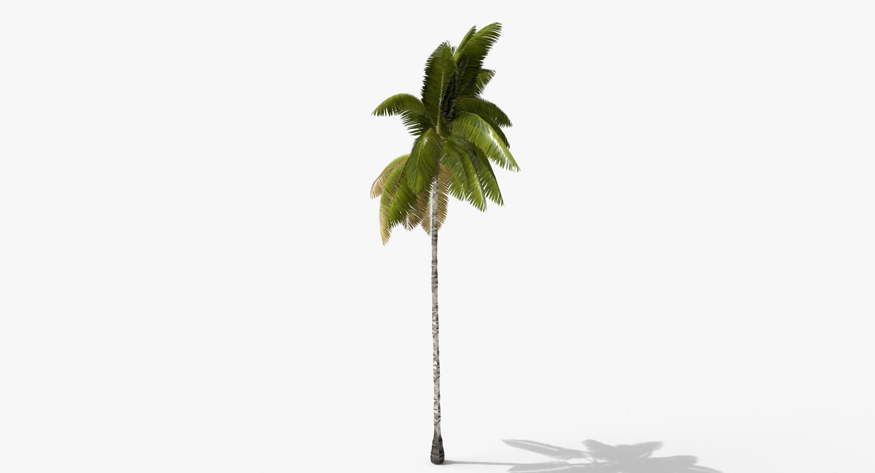 Coconut Palm Tree 3698-2 Low-poly 3D model_3
