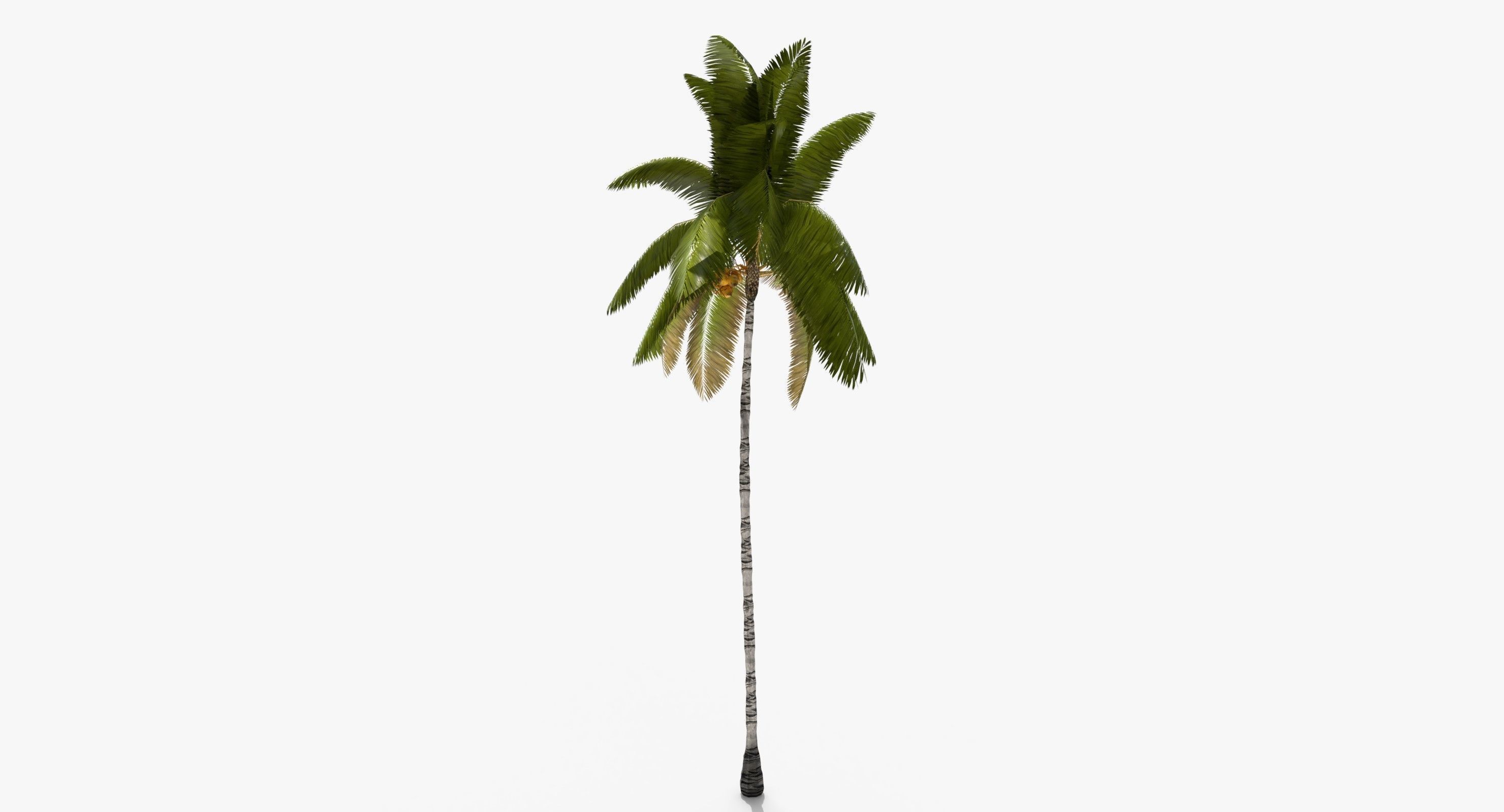 Coconut Palm Tree 3698-2 Low-poly 3D model_5