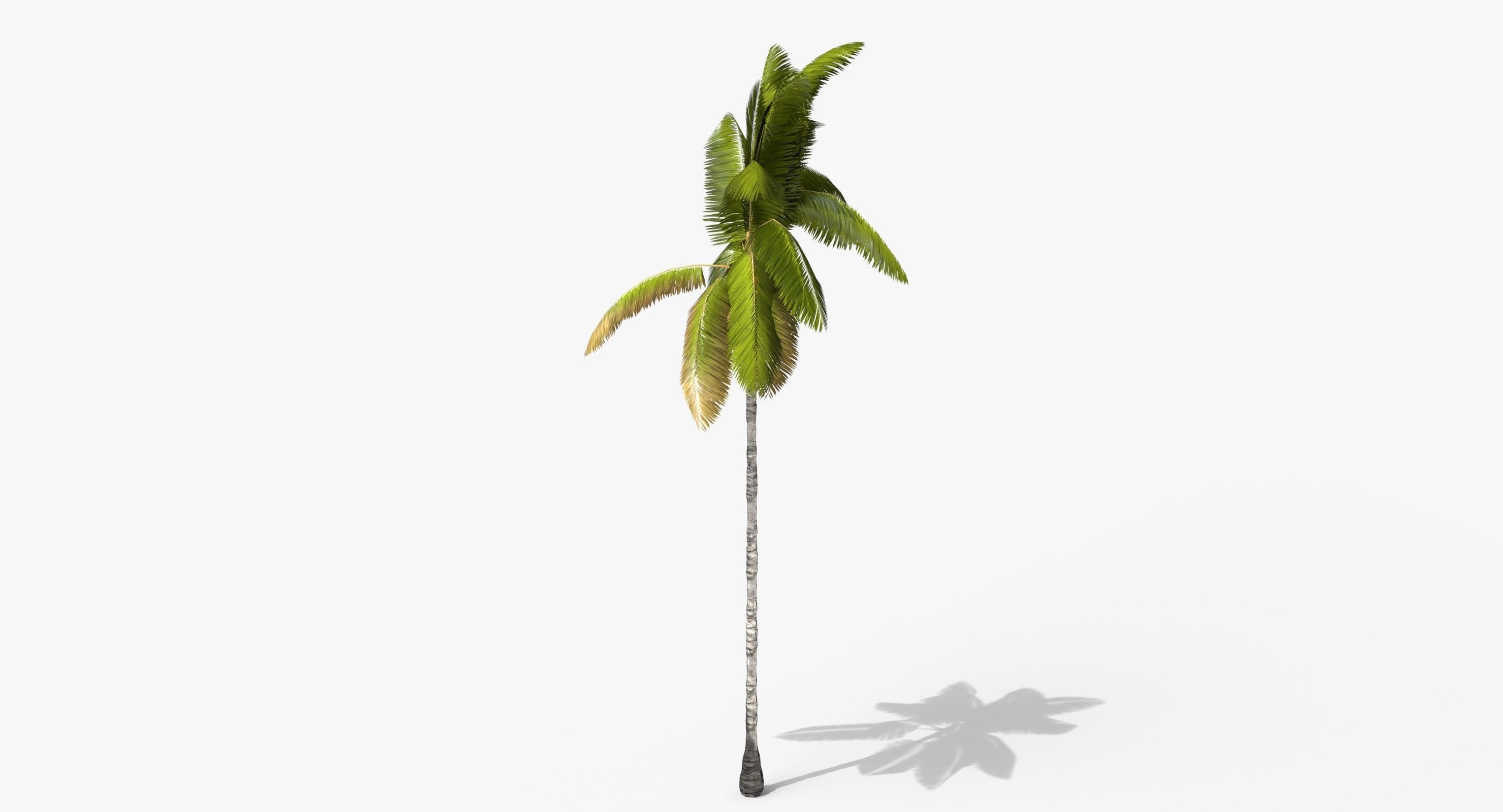 Coconut Palm Tree 3698-2 Low-poly 3D model_2