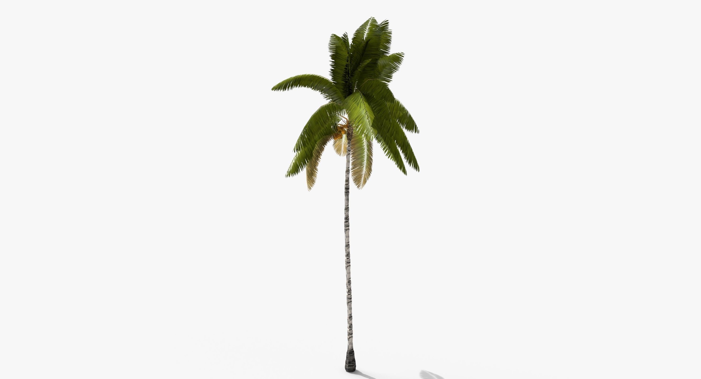 Coconut Palm Tree 3698-2 Low-poly 3D model_4