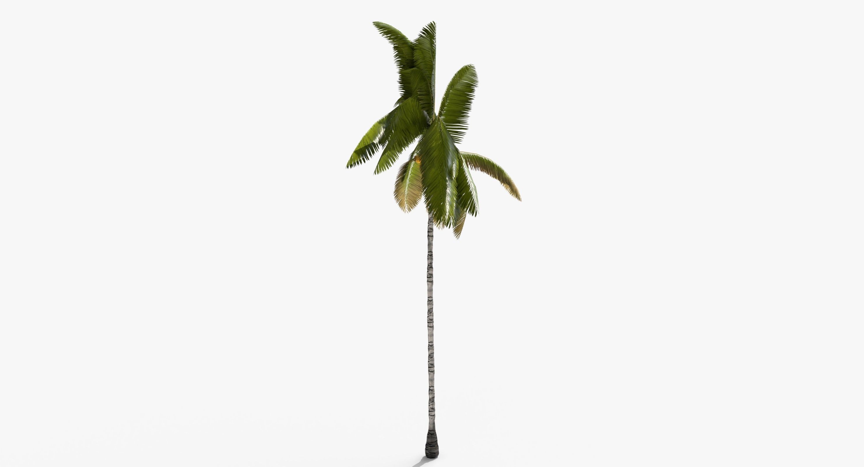 Coconut Palm Tree 3698-2 Low-poly 3D model_6