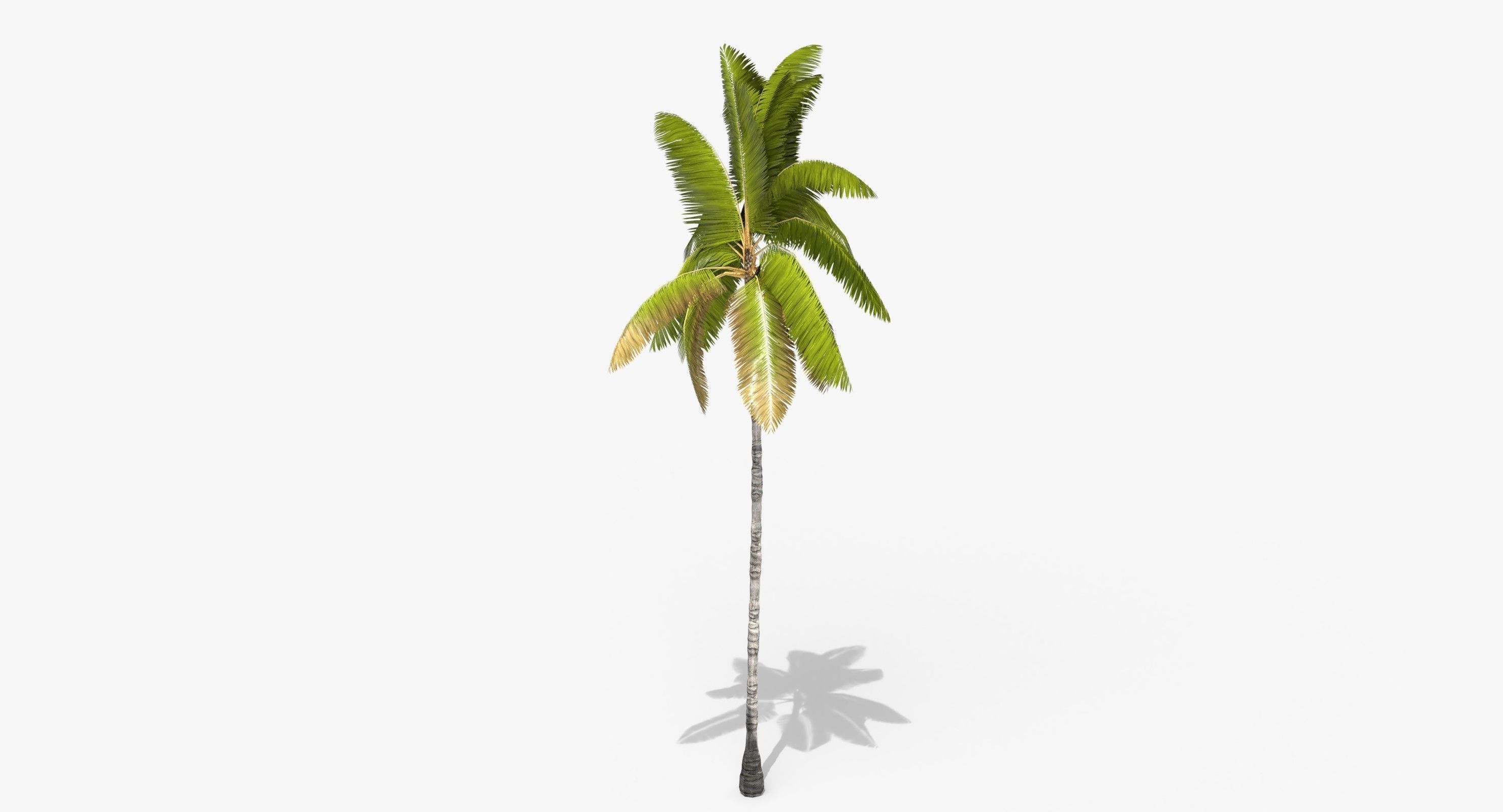 Coconut Palm Tree 3698-2 Low-poly 3D model_1