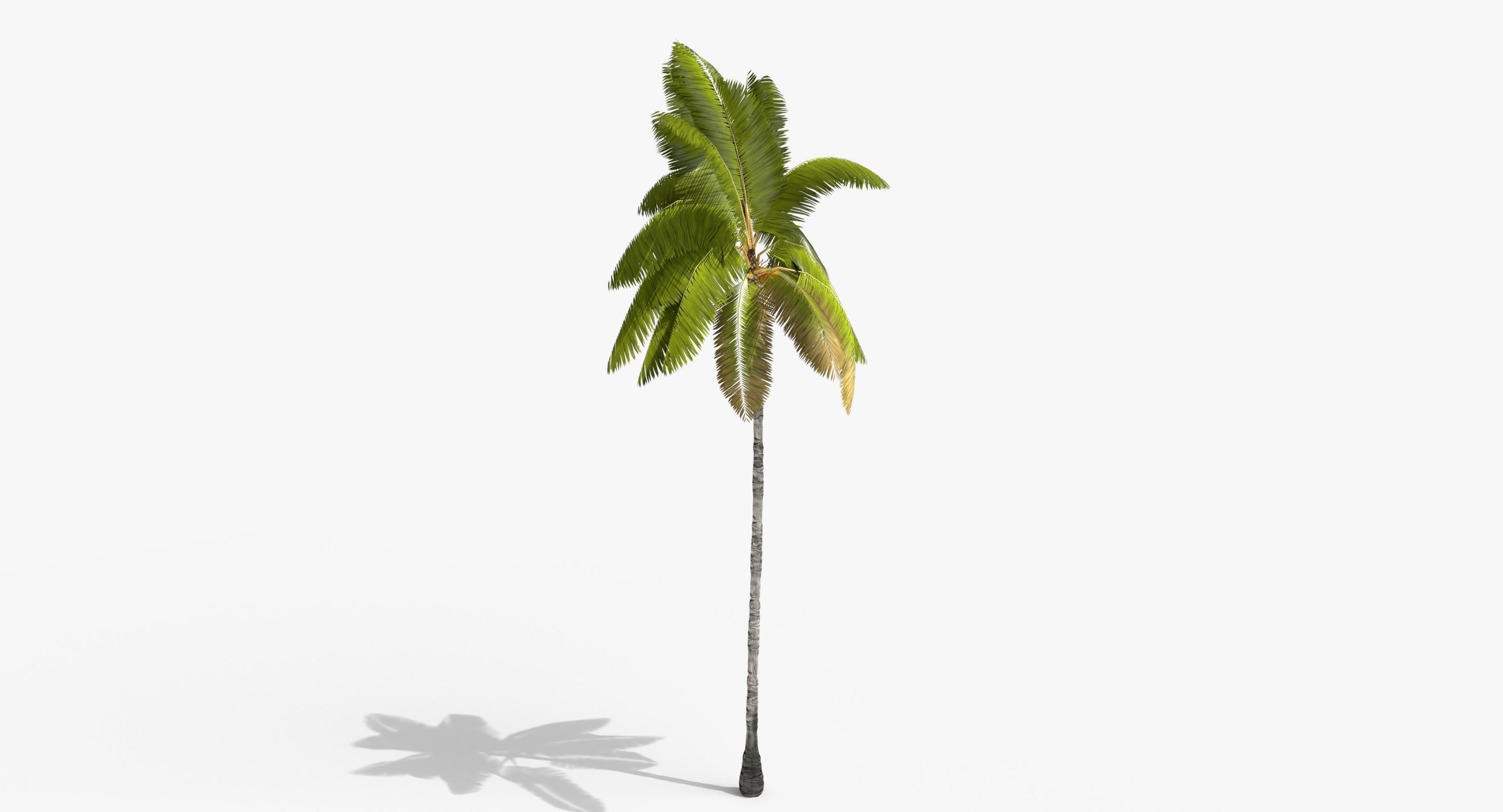 Coconut Palm Tree 3698-2 Low-poly 3D model_8