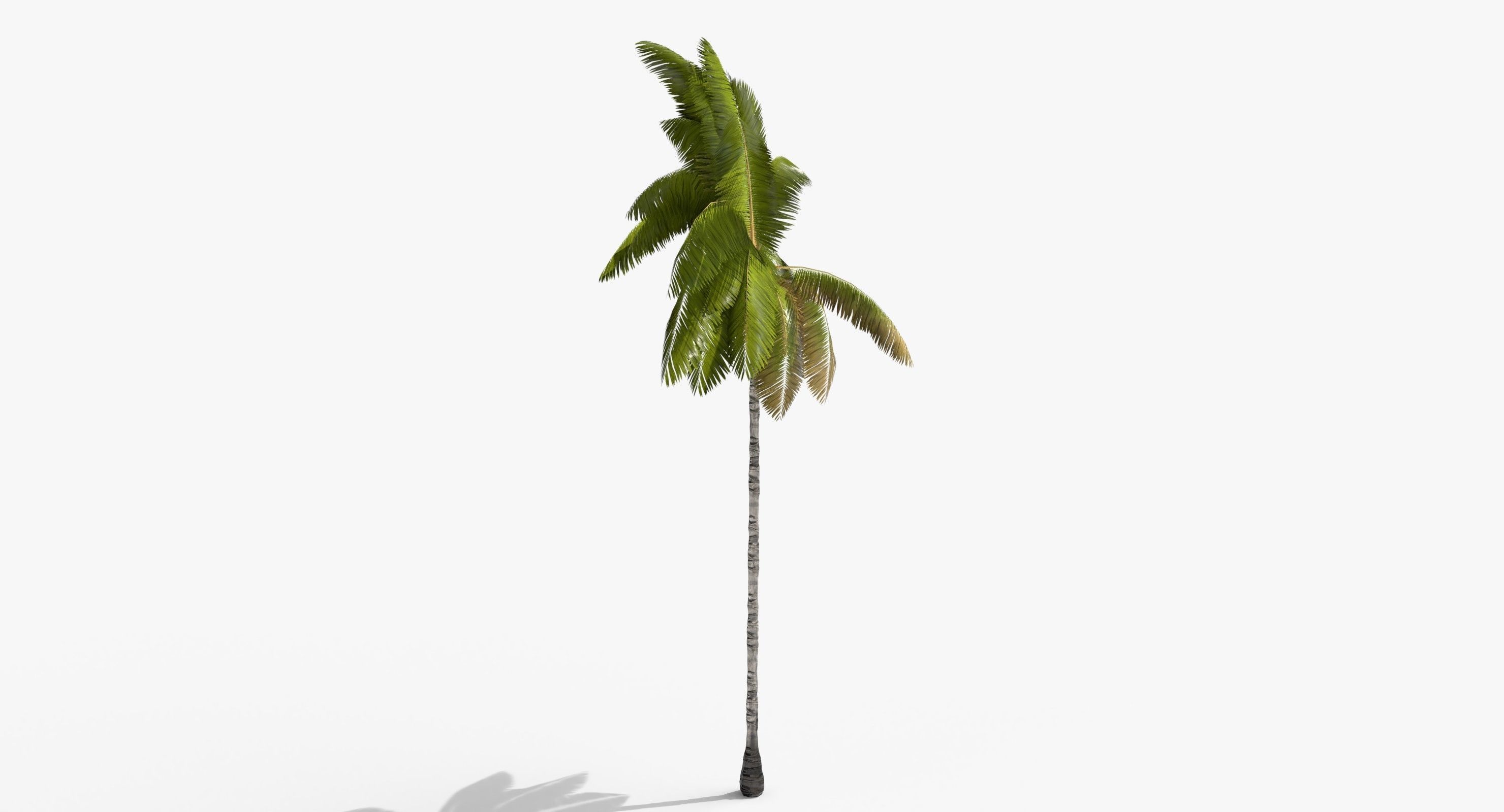 Coconut Palm Tree 3698-2 Low-poly 3D model_7